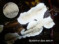 Byssomerulius corium-amf1290-2